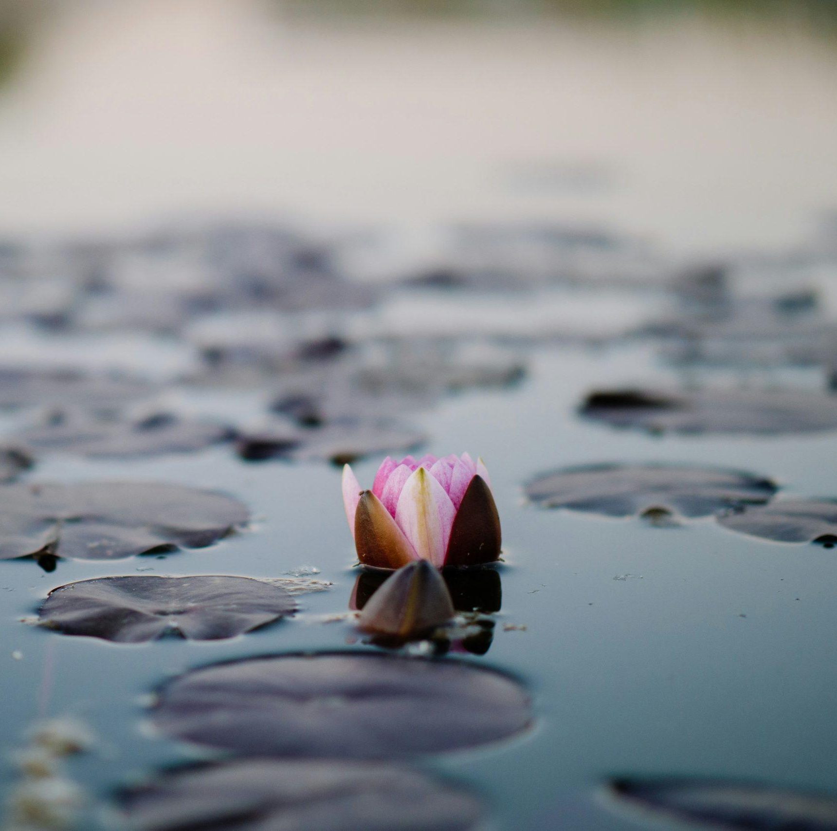 carlos-de-miguel-Kq2WV3WPrYU-unsplash